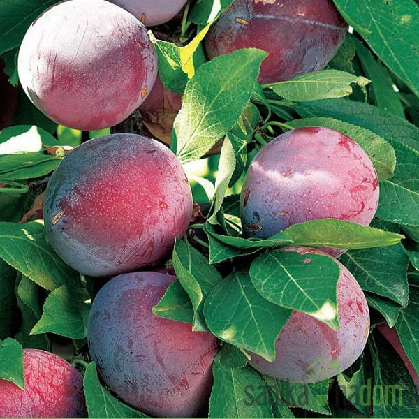 Sliva Fortune (RINGLO) - DEBEL