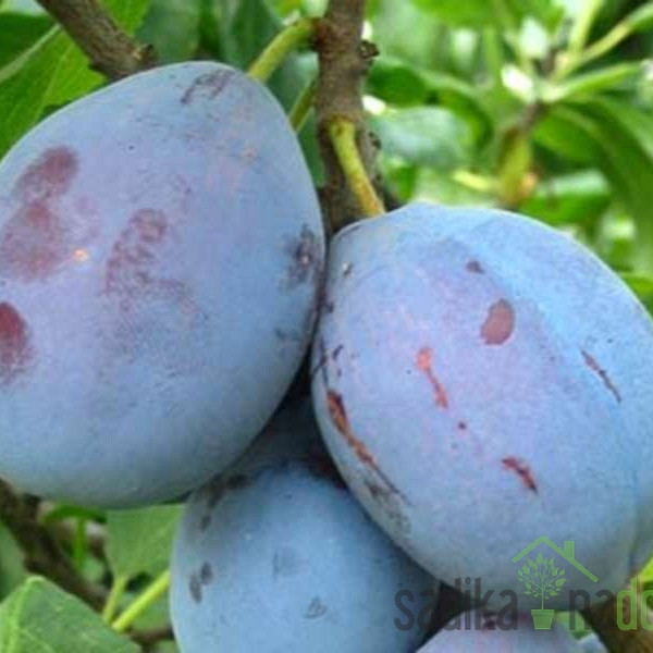 Sliva Čačanska lepotica - ZELO DEBELA