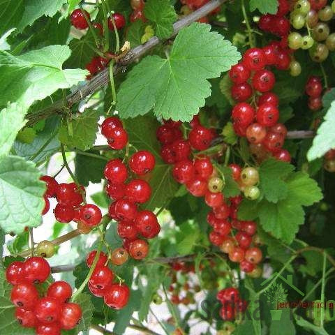 Ribez rdeči Junifer