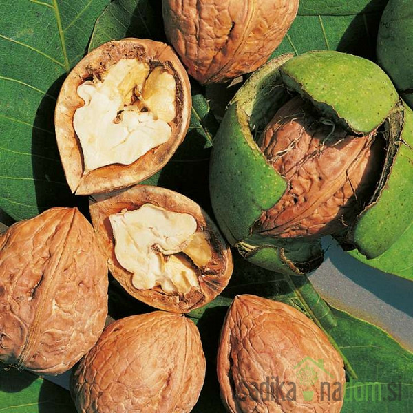 Oreh Franquette - REDKO POZEBE