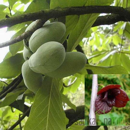 Asimina Prima - SAMOOPLODNA