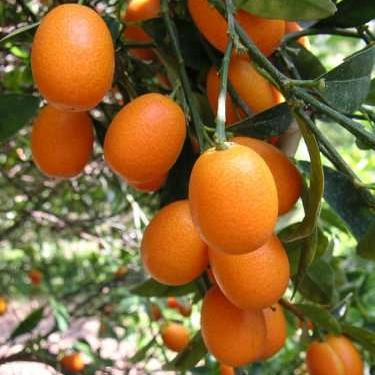 Kumkvat / Kumquat