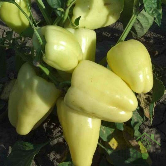 Paprika Bagoly/Divna