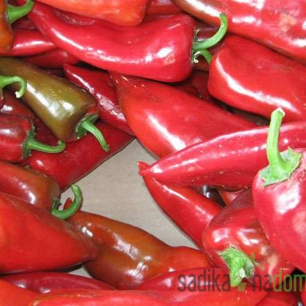 Paprika Kurtovska kapija / Kapia/ Kadet