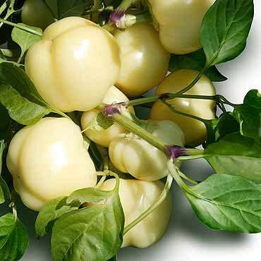 Paprika Eszter/ Alma - PARADAJZARICA