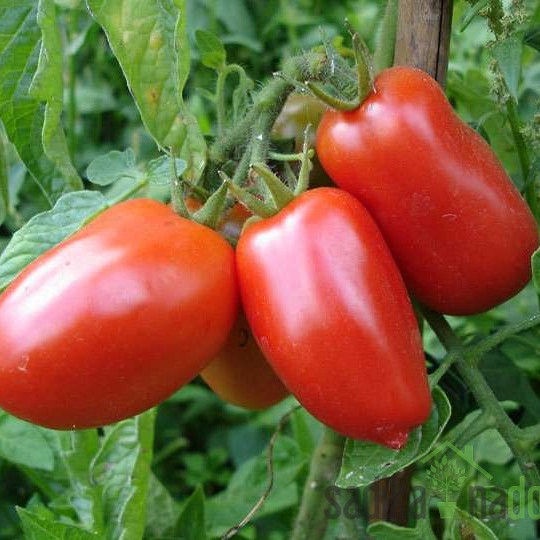 Paradižnik San Marzano / Ionico- pelat