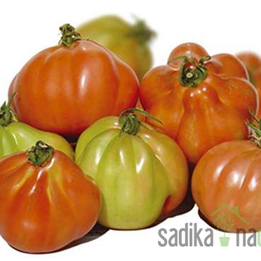 Paradižnik Albenga/ Corazon/ Cuor di bue d'albenga