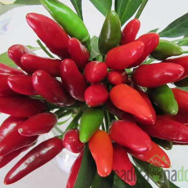 Feferon čili A Mazzetti (kajenski poper)