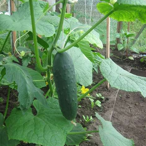 Kumare solatne Darina / Edona