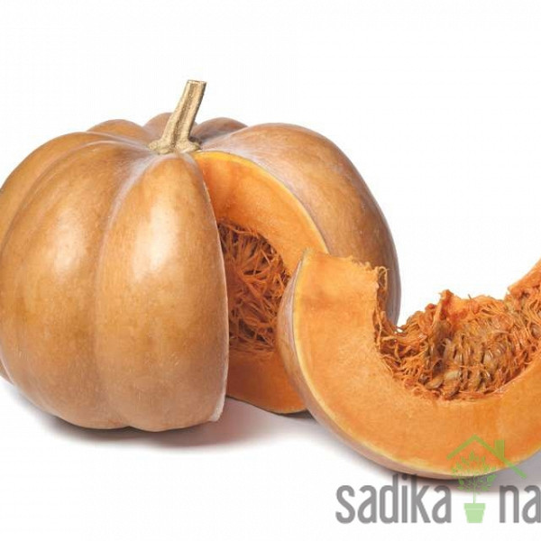 Bučka muškatna Muscade De Provence
