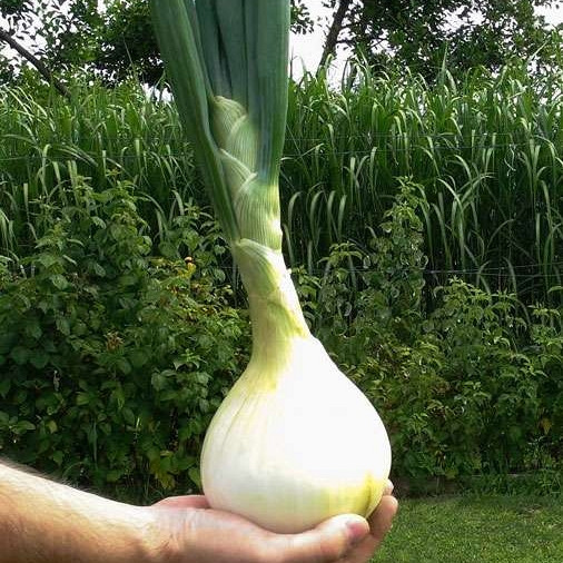 Čebula rjava Exhibition - VELIKANKA