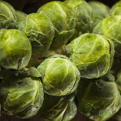 Brstični ohrovt Franklin / Bright