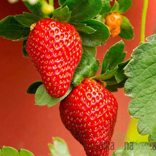 Jagoda Albion - VEČRODNA (100kom)