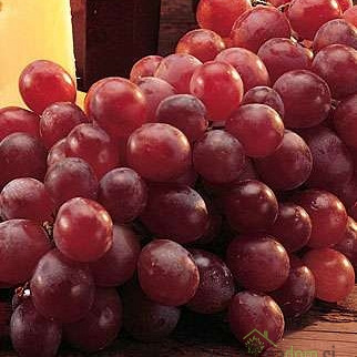 Trta Reliance / brez pešk