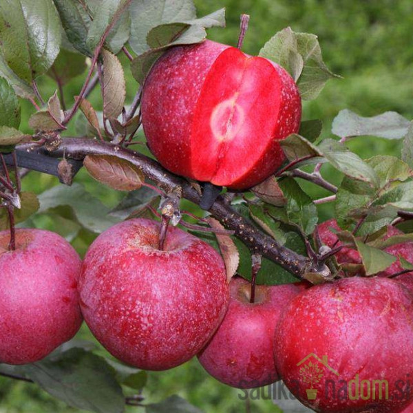Jablana Rosette - RDEČE MESNATA