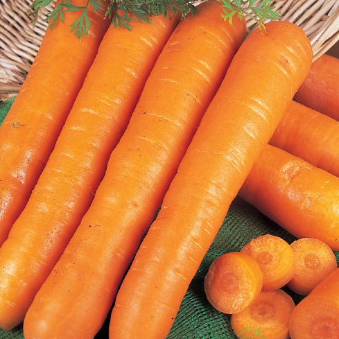 Seme BIO Korenček Nantes - NANTAIS A189