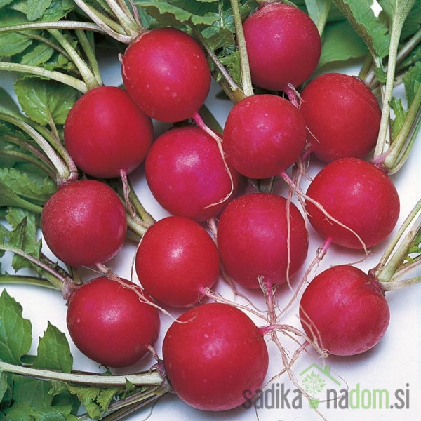 Seme BIO Redkvica Saxa / Raxe