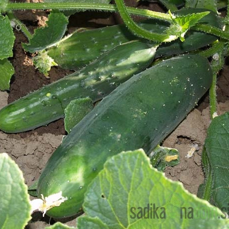 Seme BIO Kumare Marketmore A675