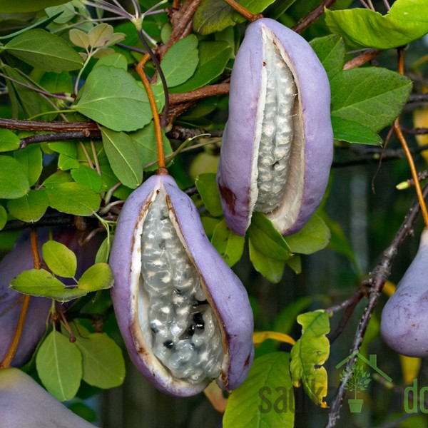 Akebija / Akebia Quinata