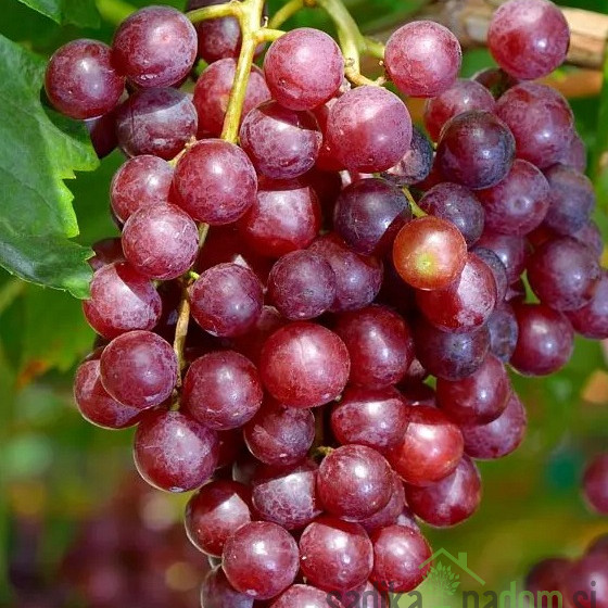 Trta Apirena Rossa - BREZ PEŠK