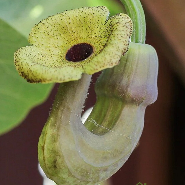 Velikolistni podraščenec/ Nizozemska pipa (aristolochia macrophylla)