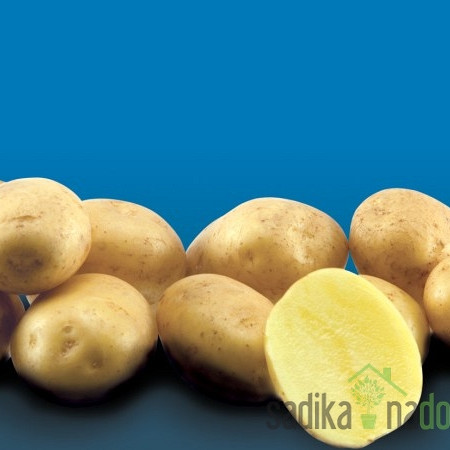 Semenski krompir Artemis - NADOMESTNA SORTA ZA ARINDO