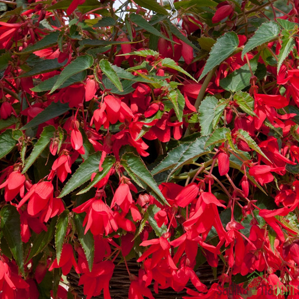 Ognjena begonija (begonia boliviensis)