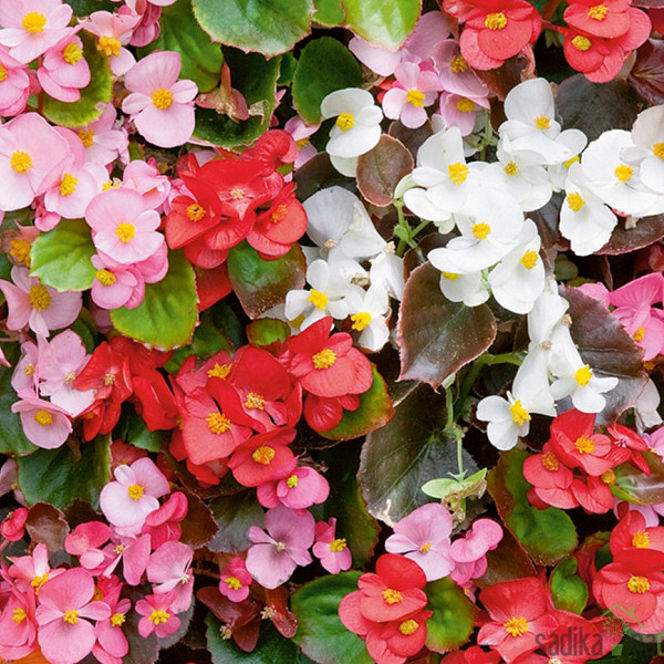 Begonija (Begonia semperflorens)