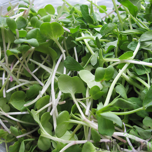 Seme BIO Kalčki Redkev Daikon