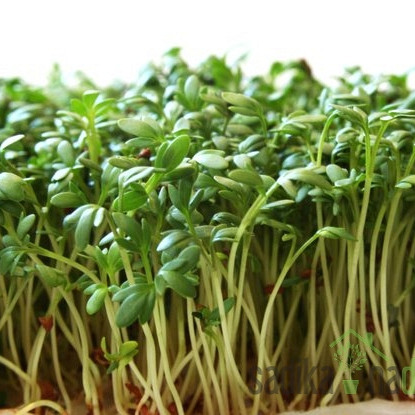 Seme BIO Kalčki Vrtna kreša