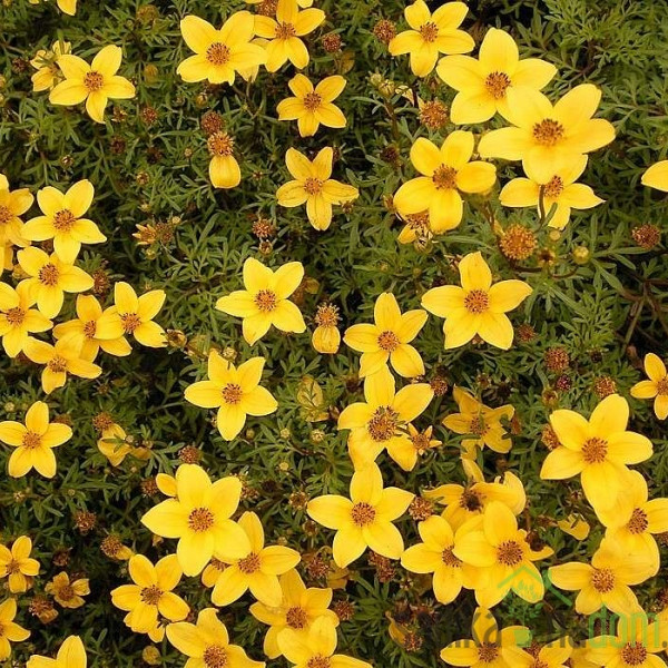 Bidens (Bidens ferulifolia)