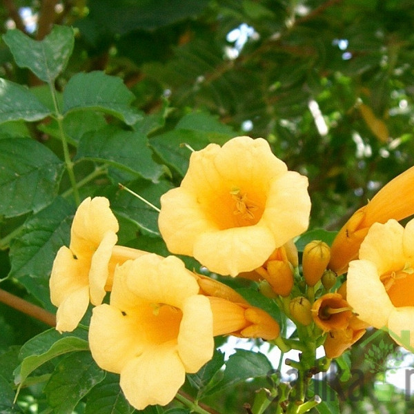 Jasminova troblja Flava (Campsis Radicans)