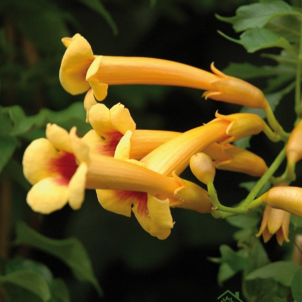 Jasminova troblja Judy (Campsis Radicans)