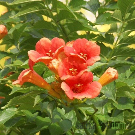 Jasminova troblja Ursynow (Campsis Radicans)