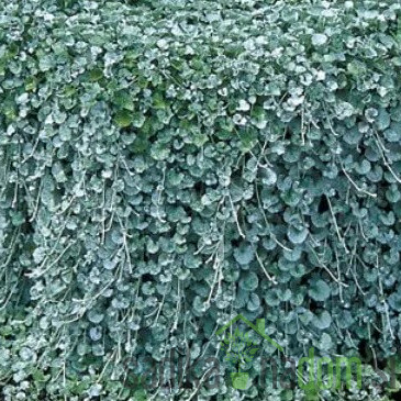 Dihondra (Dichondra repens)