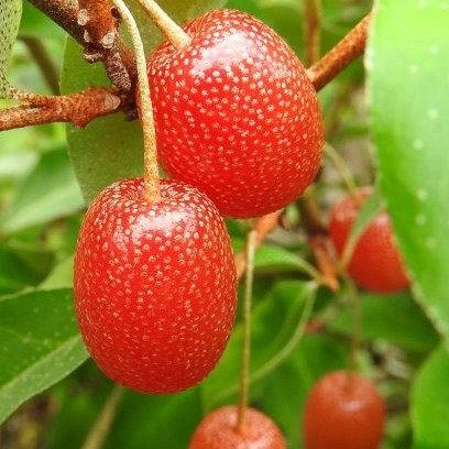 Kobulasta oljčica Pointilla (Eleganus umbellata)