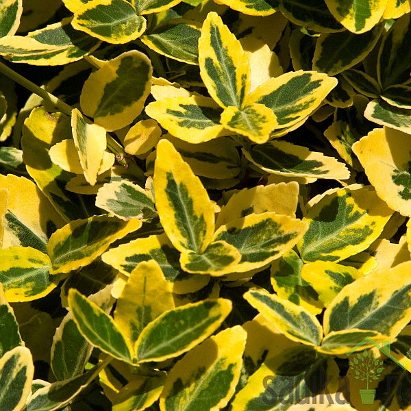 Plazeča trdoleska Emerald Gold (Euonymus fortunei)