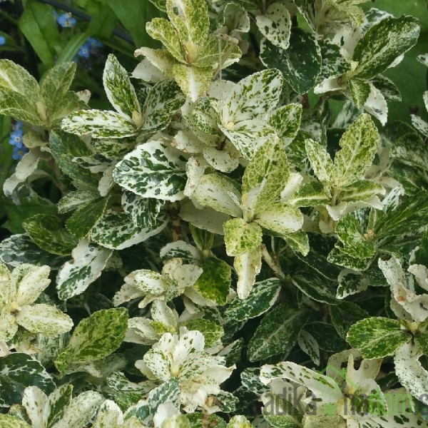 Plazeča trdoleska Harlequin (Euonymus fortunei)