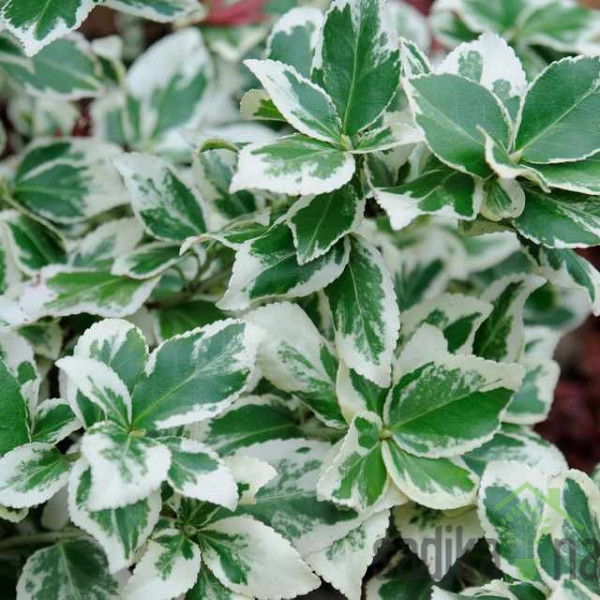Plazeča trdoleska Silver Queen (Euonymus fortunei)
