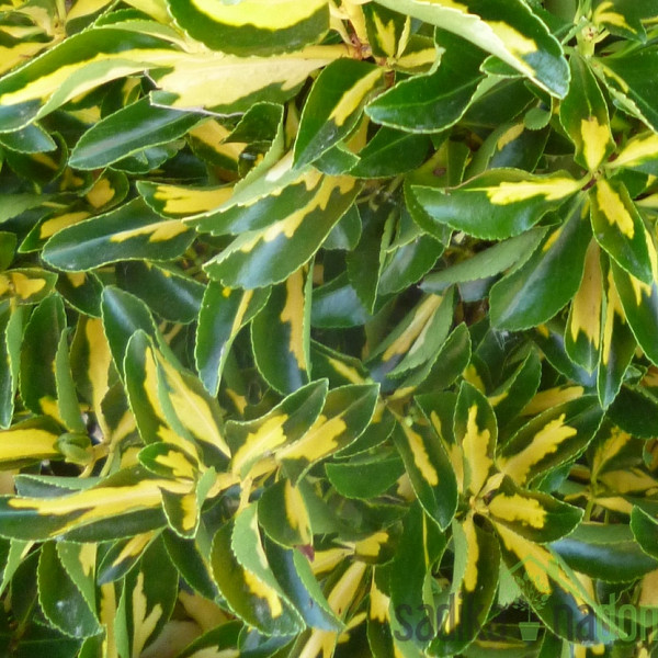 Plazeča trdoleska Sunspot (Euonymus fortunei)