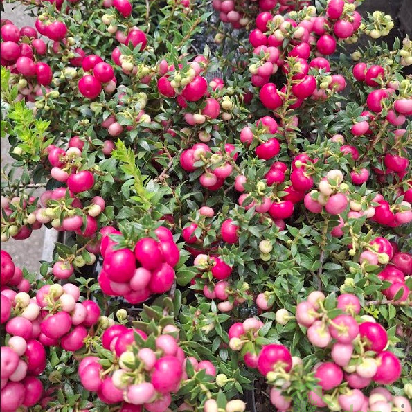 Pernecija/Gaulterija (gaultheria mucronata)