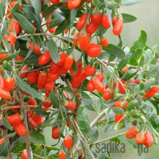 Goji jagoda No.1