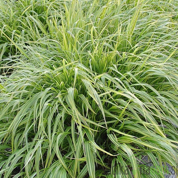 Okrasna japonska trava Albostriata (hakonechloa macra)