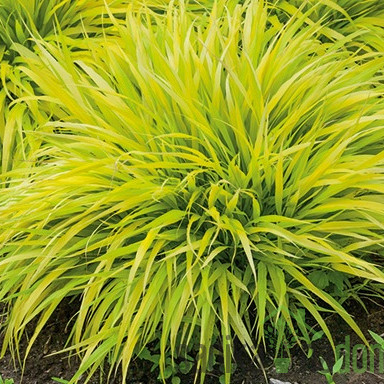 Okrasna japonska trava (hakonechloa macra)