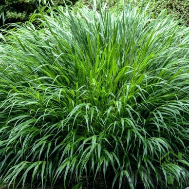 Okrasna japonska trava Greenhills (hakonechloa macra)