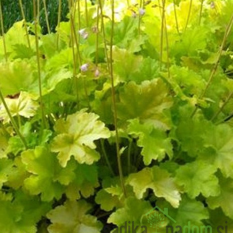 Hojhera Lime Americano (Heuchera world caffe) 