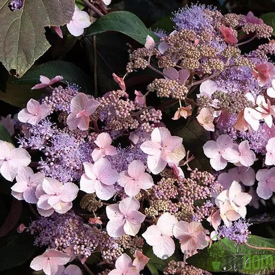 Hortenzija Hot Chocolate (Hydrangea Aspera)