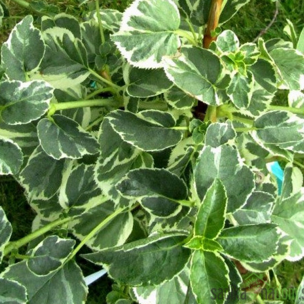Vzpenjava hortenzija Take a chance (Hydrangea anomala subsp. petiolaris)