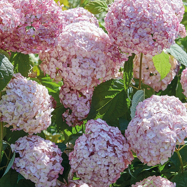 Hortenzija Candybelle Bubblegum (Hydrangea arborescens)
