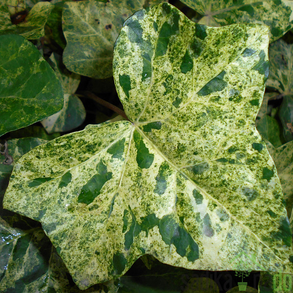 Navadni bršljan Profesor Seneta (Hedera Helix)